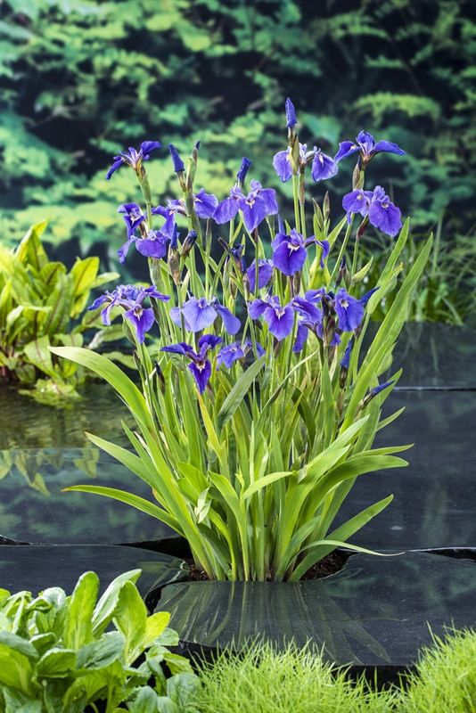 Iris setosa, D 9