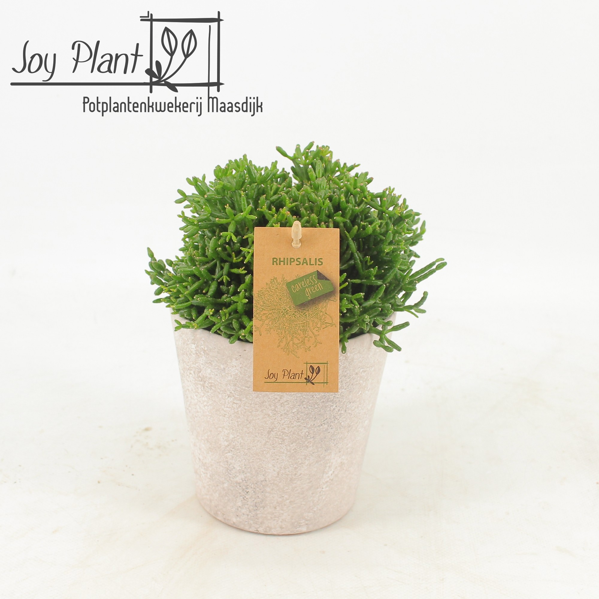 Rhipsalis hatiora in keramiek Amy, D 12,5
