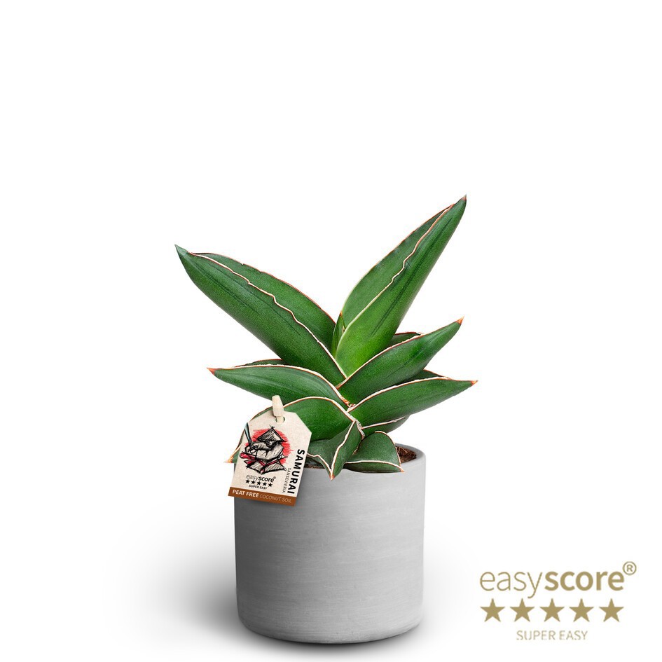 SANSEVIERIA EHRENBERGII 40935054 Raw Grey Samurai, D 10 cm SANSEVIERIA EHRENBERGII 40935054 Raw Grey Samurai, D 10 cm