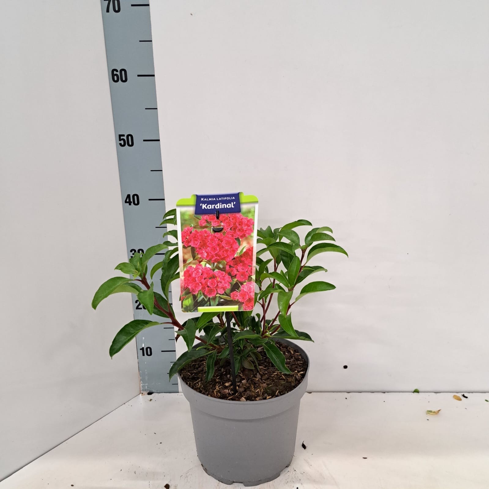 Kalmia lat. 'Kardinal', D 21