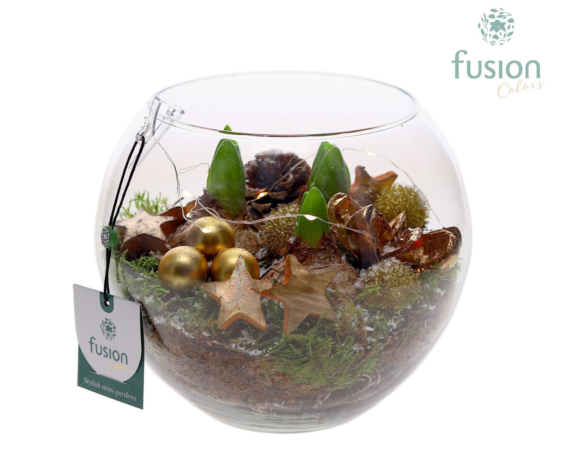 Glazen Vissenkom Kerst met Hyacinthus, D 19