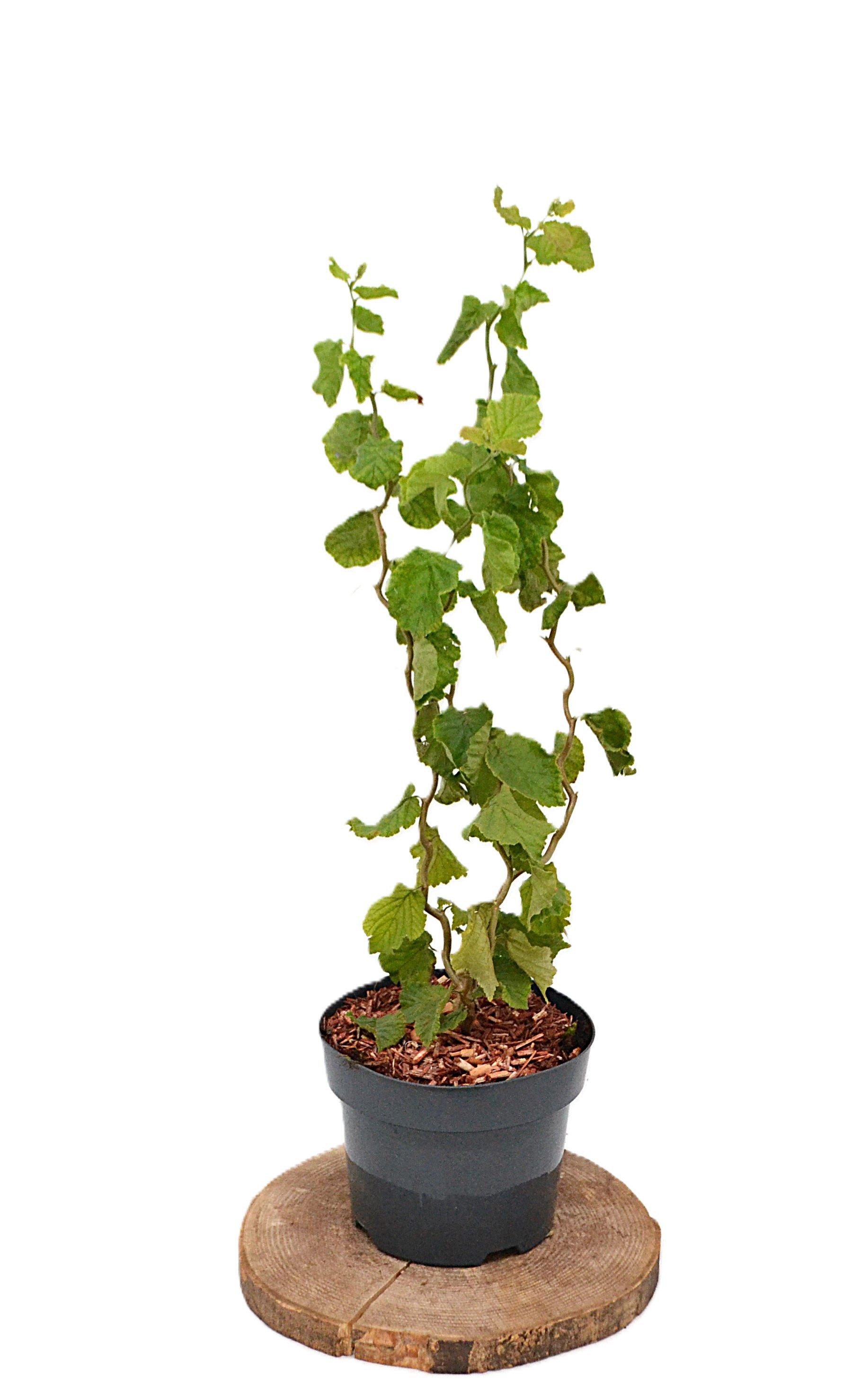 Corylus avellana Twister C3, D 19