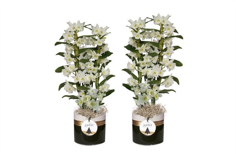 Dolomite p12 Horizon black Dendr Nobile Apollon 2T16+tros regular, D 12 cm