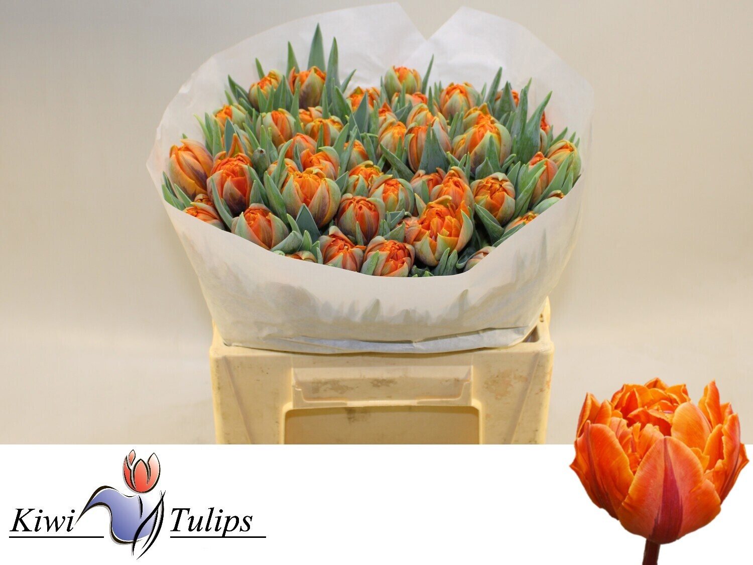Тюльпан дв. Оранж Принцесс (оранж.), шт.