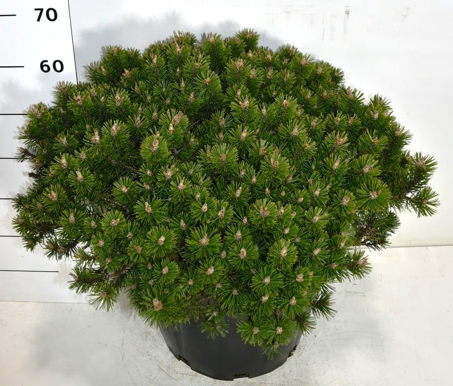 Pinus mugo 'Humpy', D 40