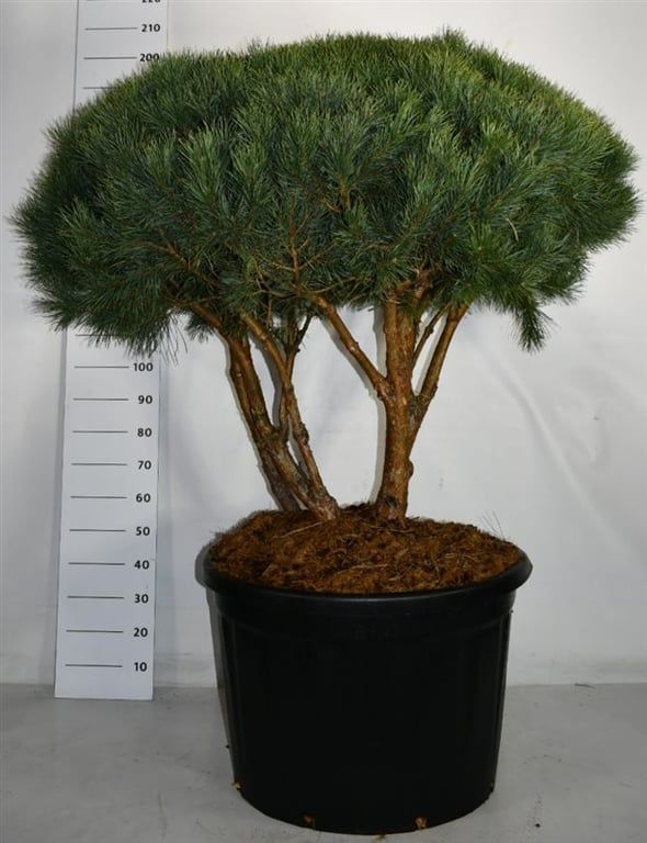 Pinus sylvestris 'Watereri', D 80