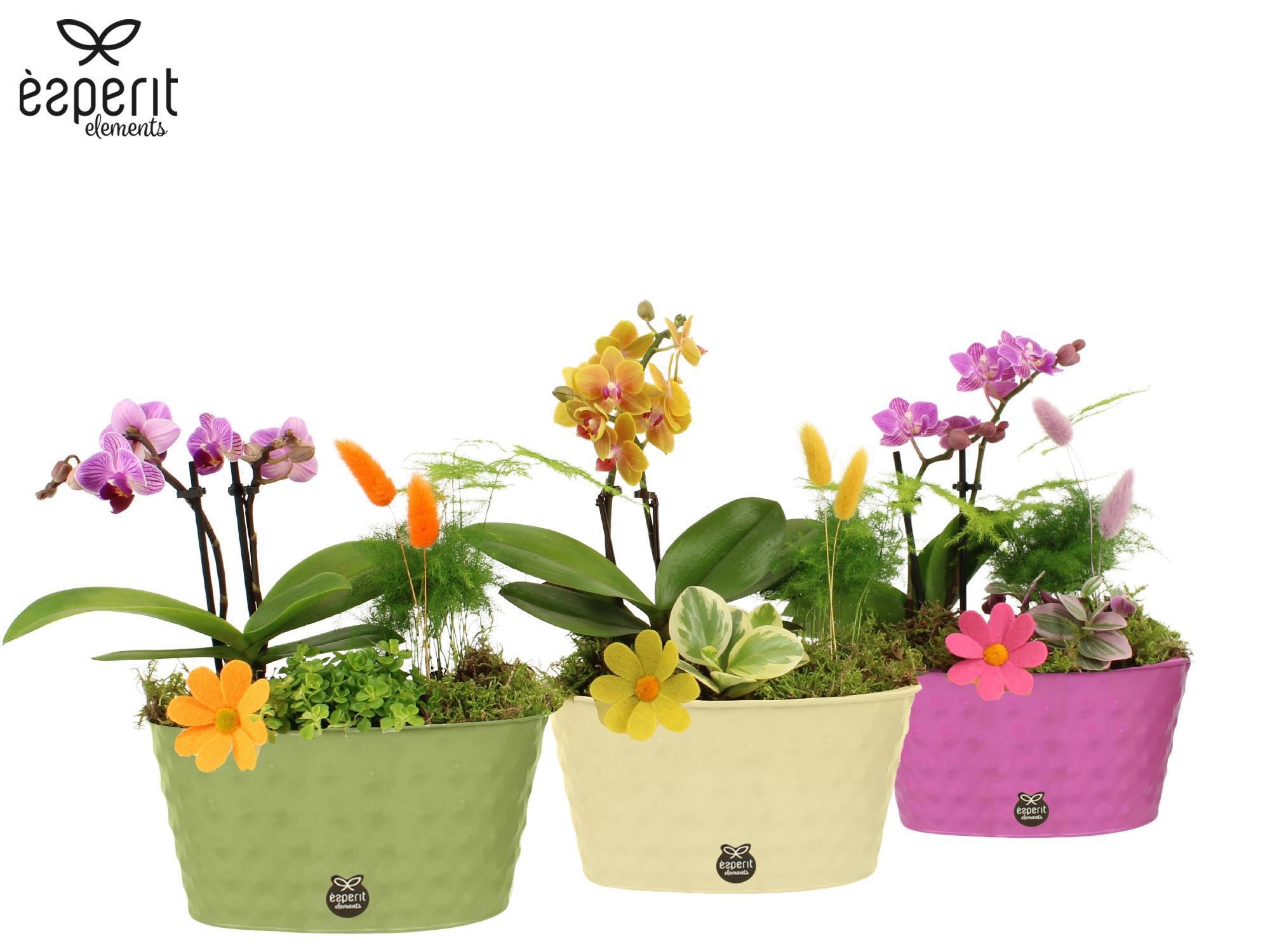 31755: Reinvention arrangement, D 21