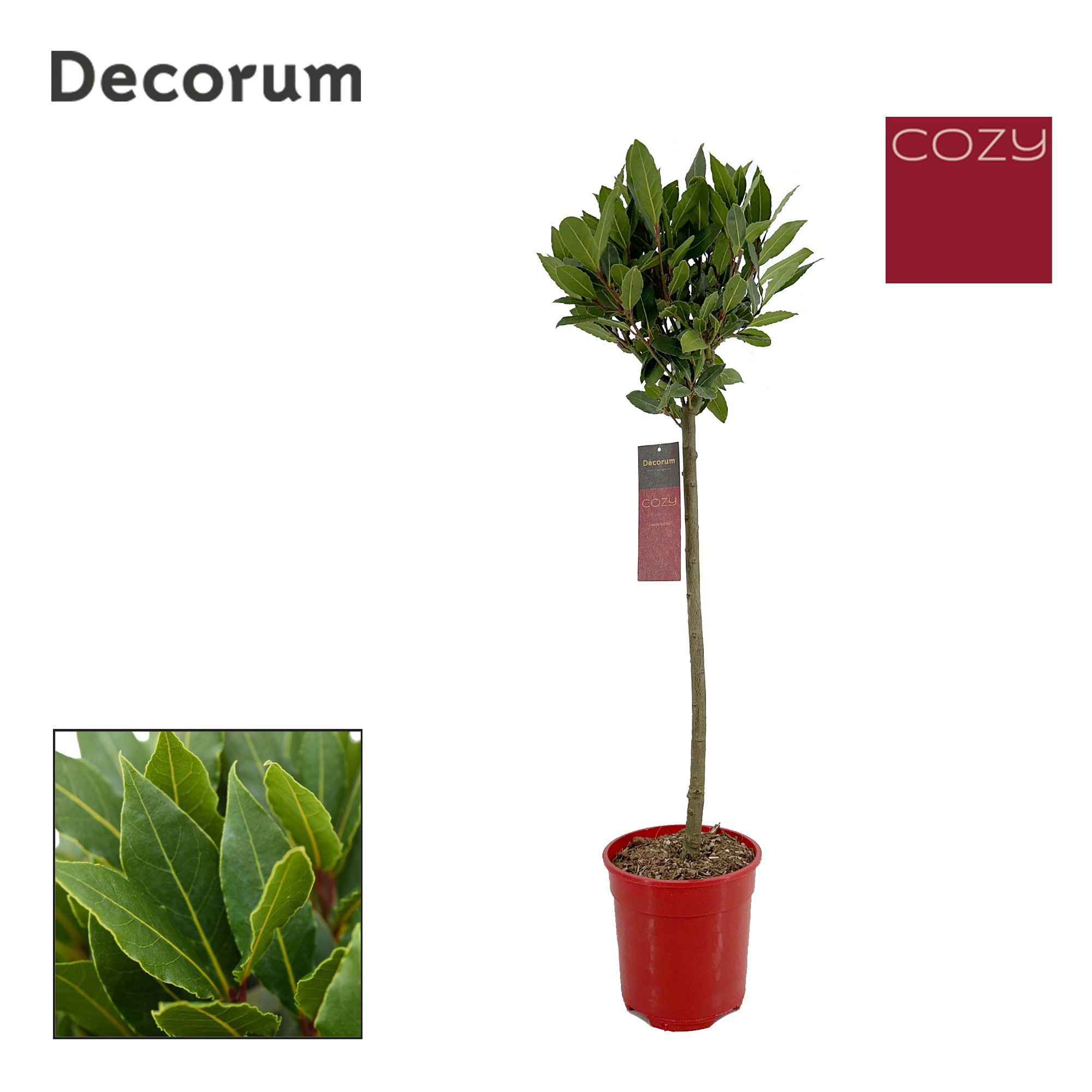Laurus nobilis Bol op stam, D 20 cm