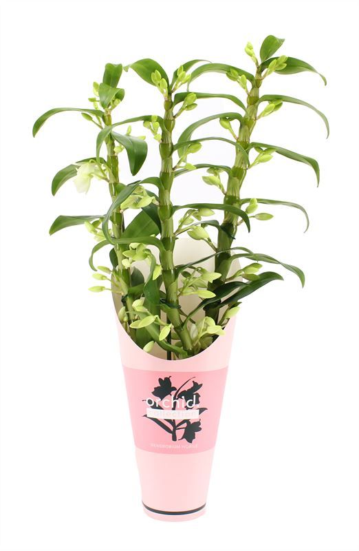 Potcover p12 orchid collection Dendr Nobile Apollon 3T30+tros long, D 12 cm