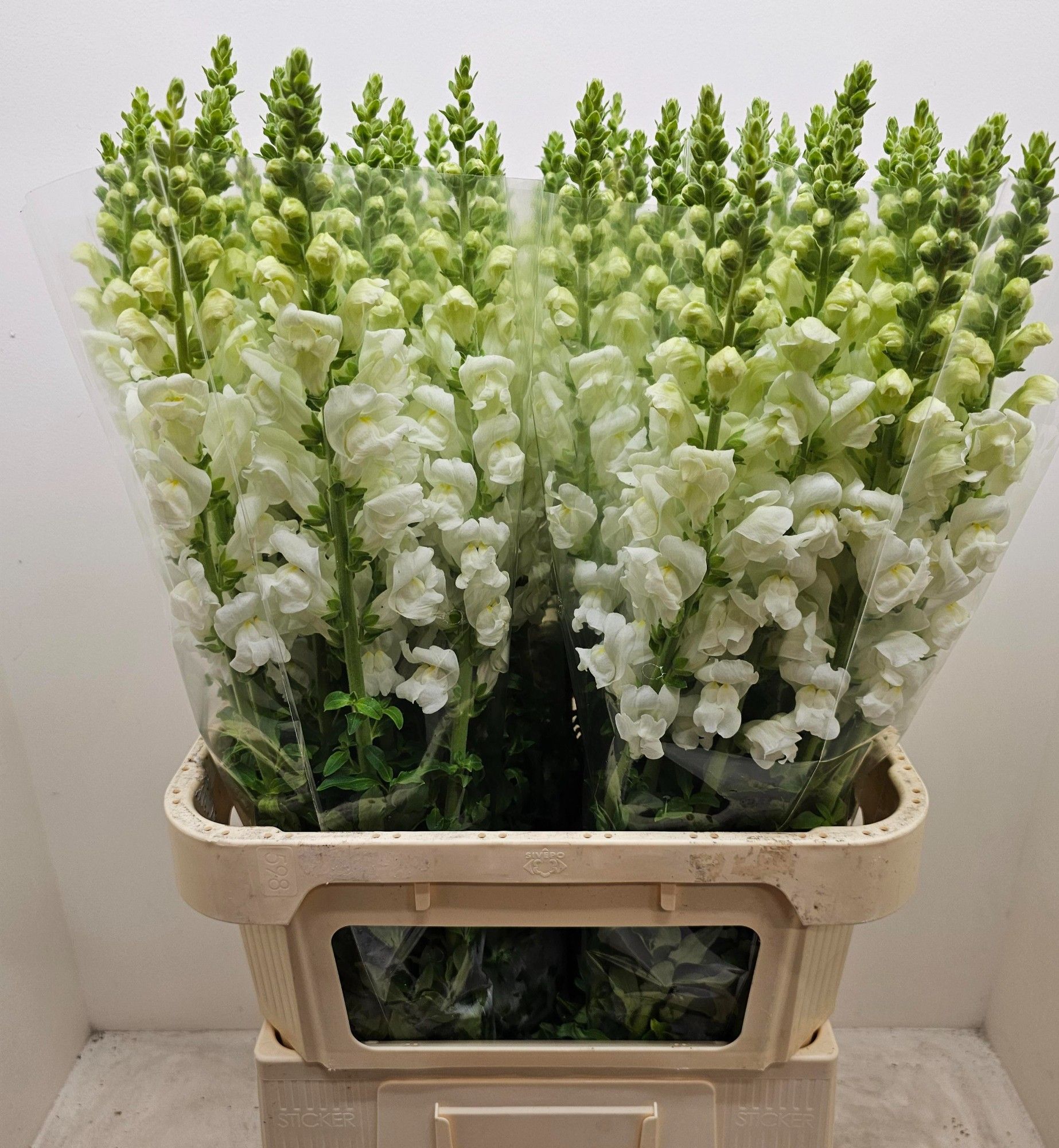 Антирринум Потомак Вайт, шт.