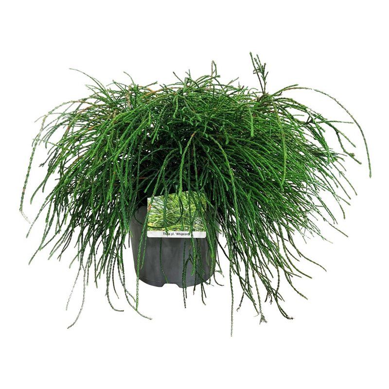 Thuja pl. 'Whipcord', D 26 cm