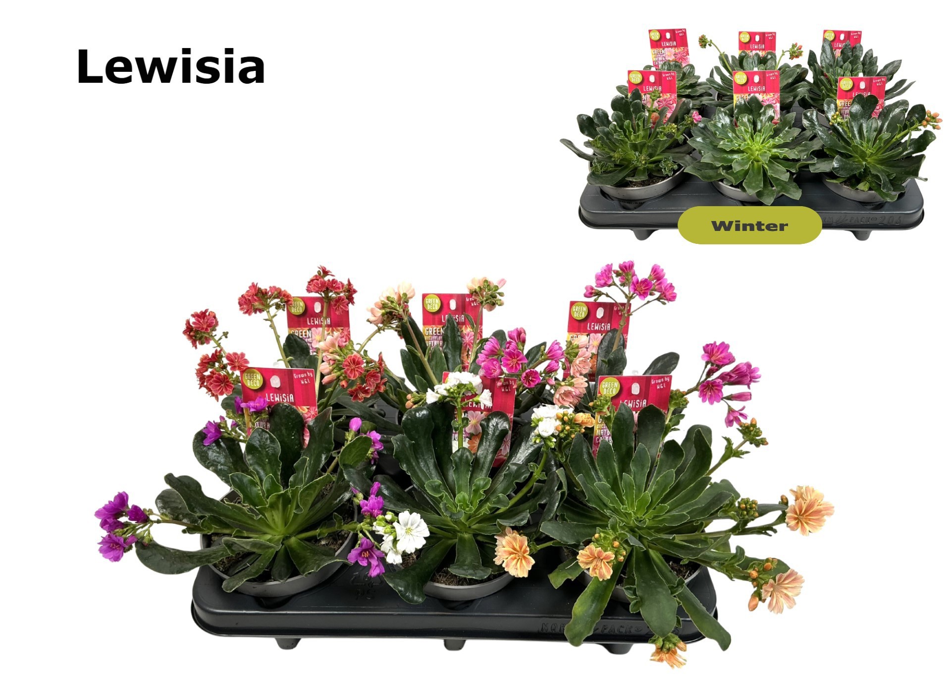 Lewisia 12 cm gemengd, D 12