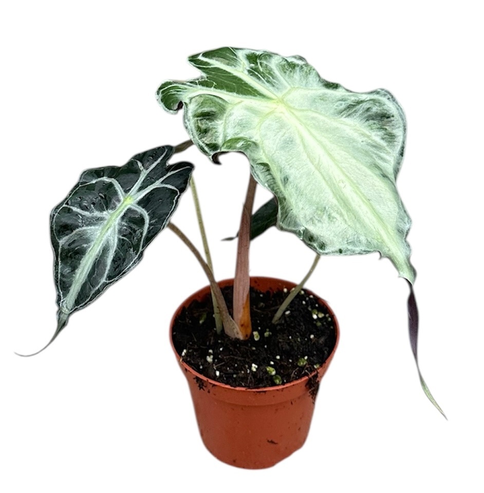 Alocasia Venom, D 8