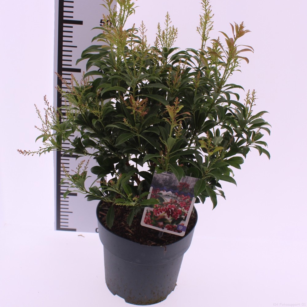Pieris japonica 'Passion' PBR, D 23 cm