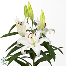 Лилия Юниверс 100, шт.