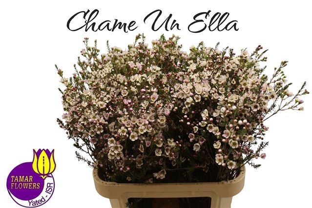 Шамелациум Элла 80 (бел.), шт.