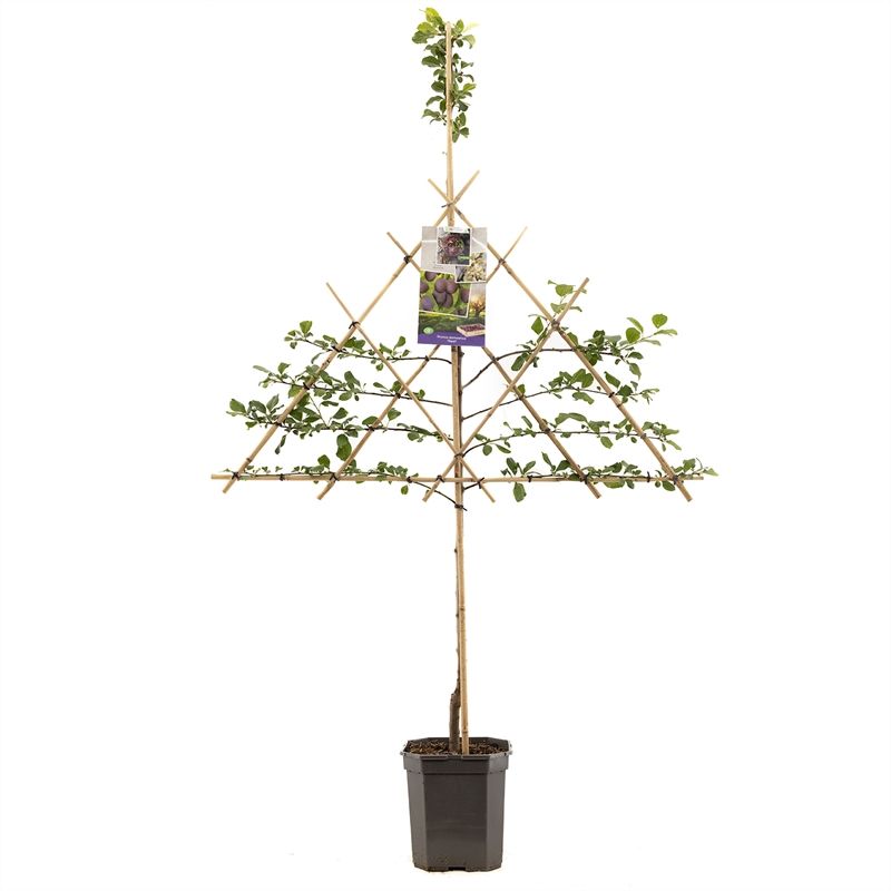 Prunus dom. Opal leivorm Blauwe pruim, D 24