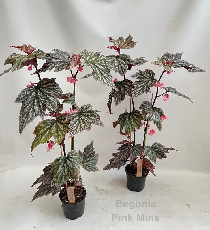 Begonia Pink Minx 14cm, D 14 cm