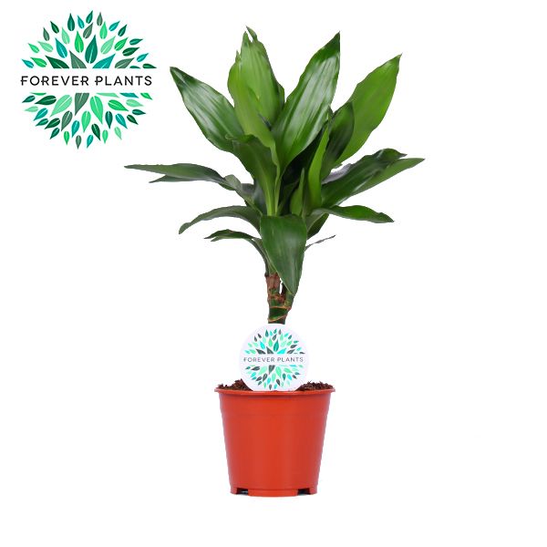 Dracaena Janet Lind p14, D 14 cm Dracaena Janet Lind p14, D 14 cm