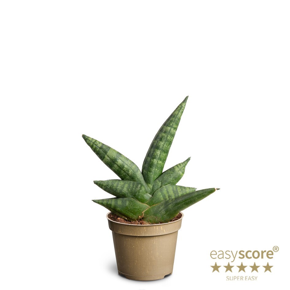 SANSEVIERIA BONCELLENSIS 'Boncellensis' 10630000, D 6