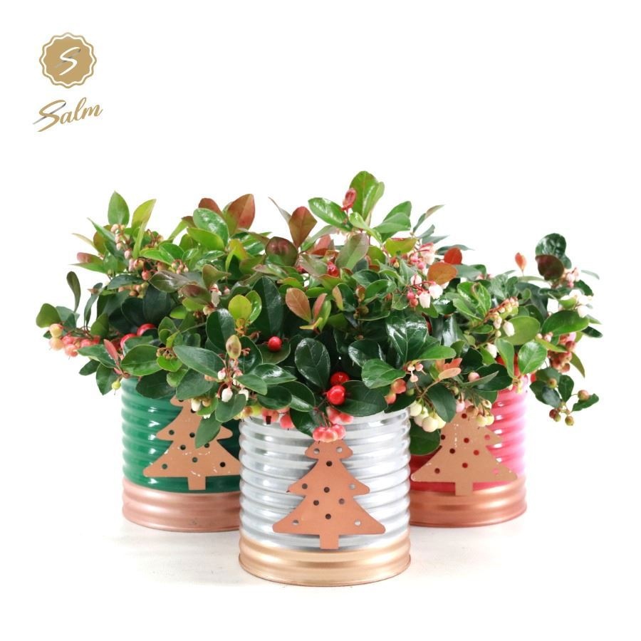 Gaultheria 'Big Berry'® P12 in Christmas Gold [L], D 14 cm