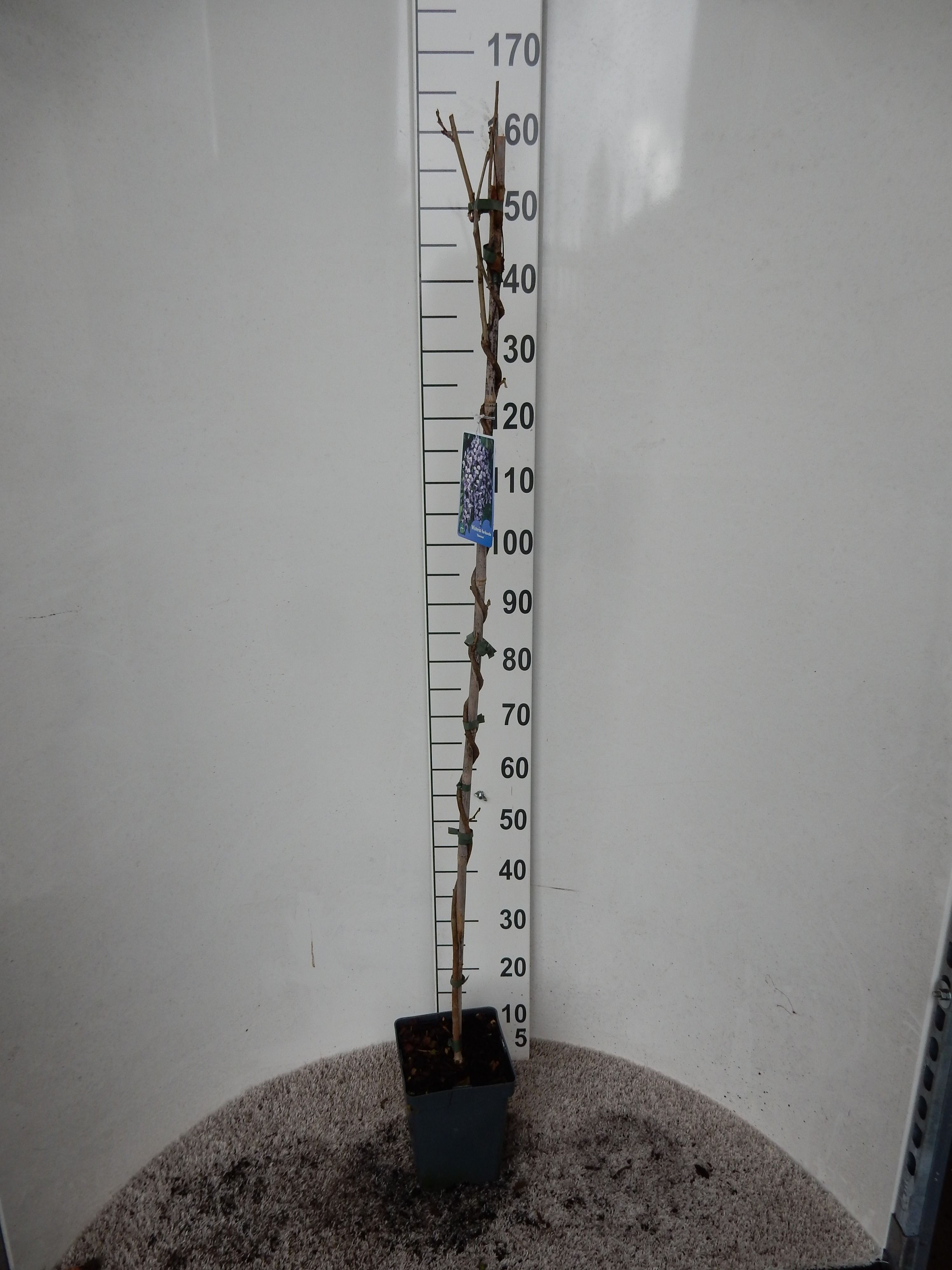 Wisteria floribunda Domino 120 cm P19, D 19 cm