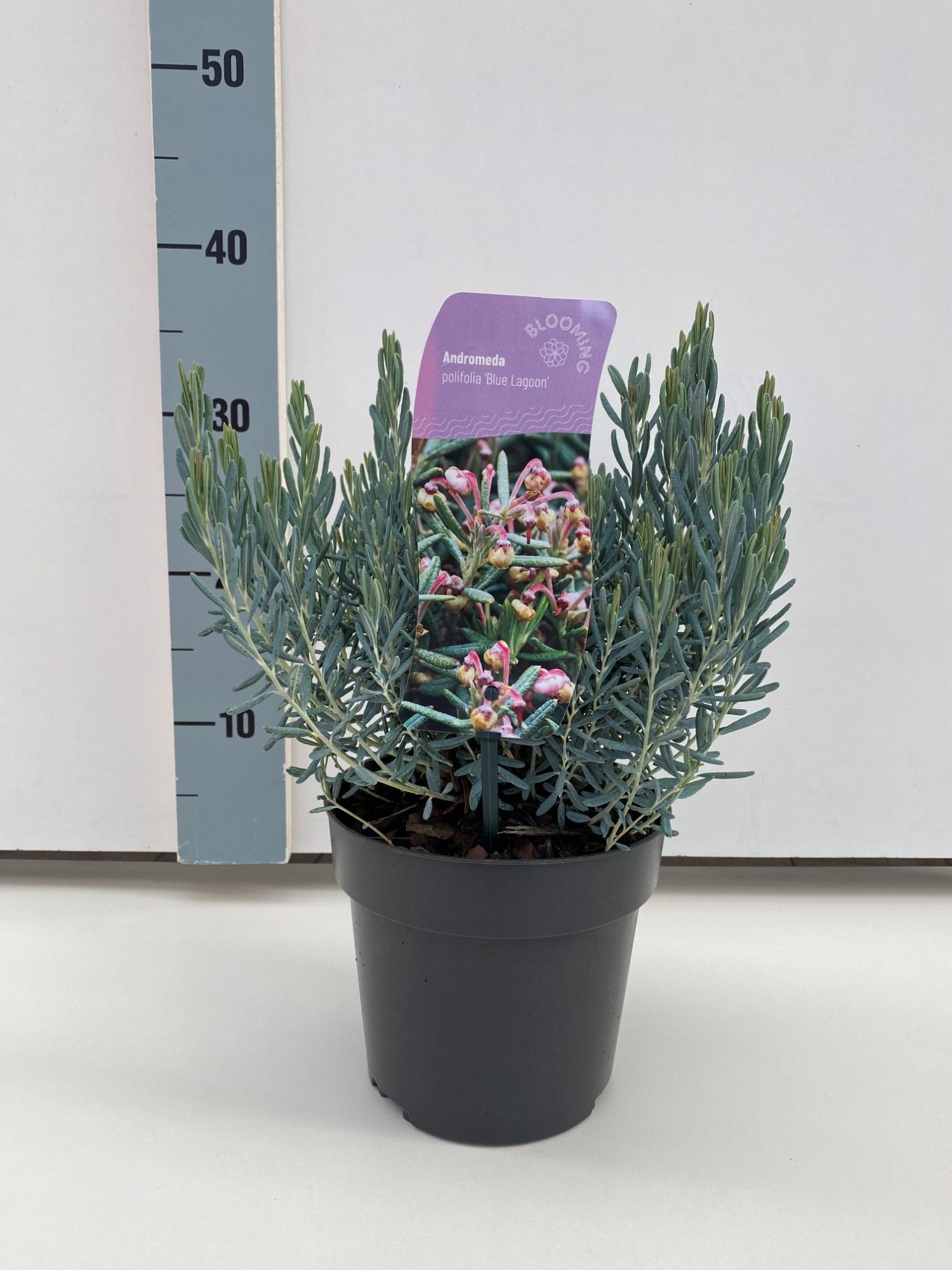 Andromeda polifolia 'Blue Lagoon', D 17