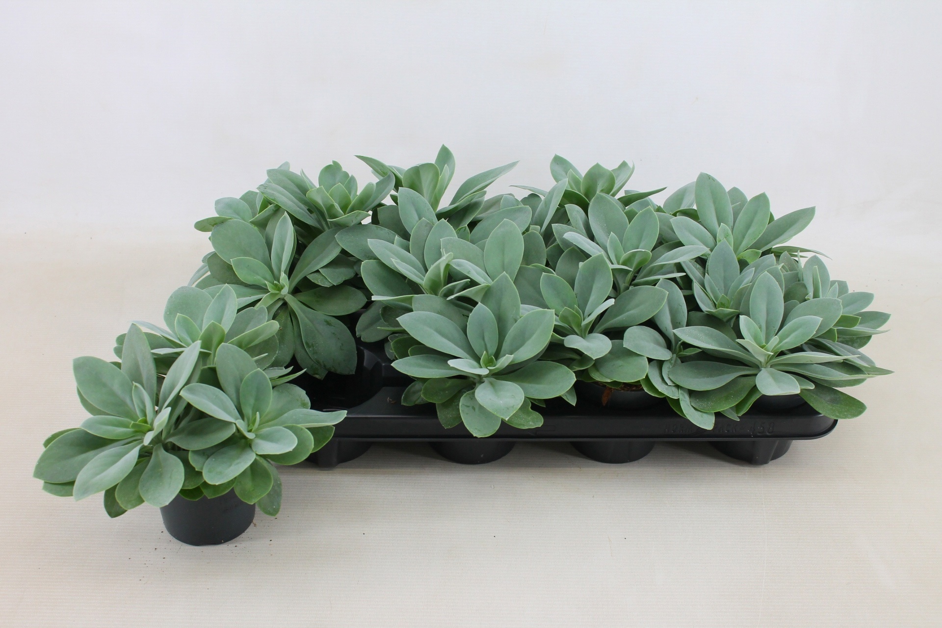 Senecio Cephalophorus 10,5cm, D 10,5