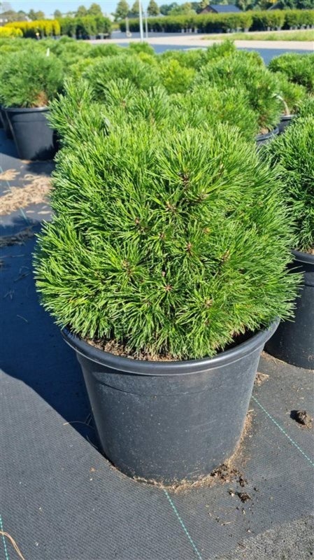Pinus mugo 'Varella', D 40
