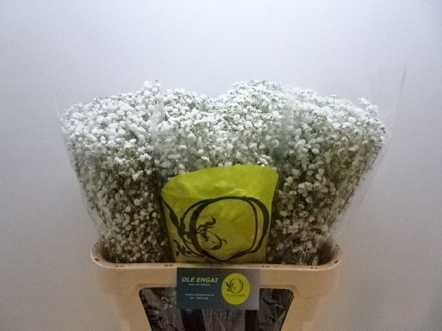 Гипсофила Экселенс 80, шт.