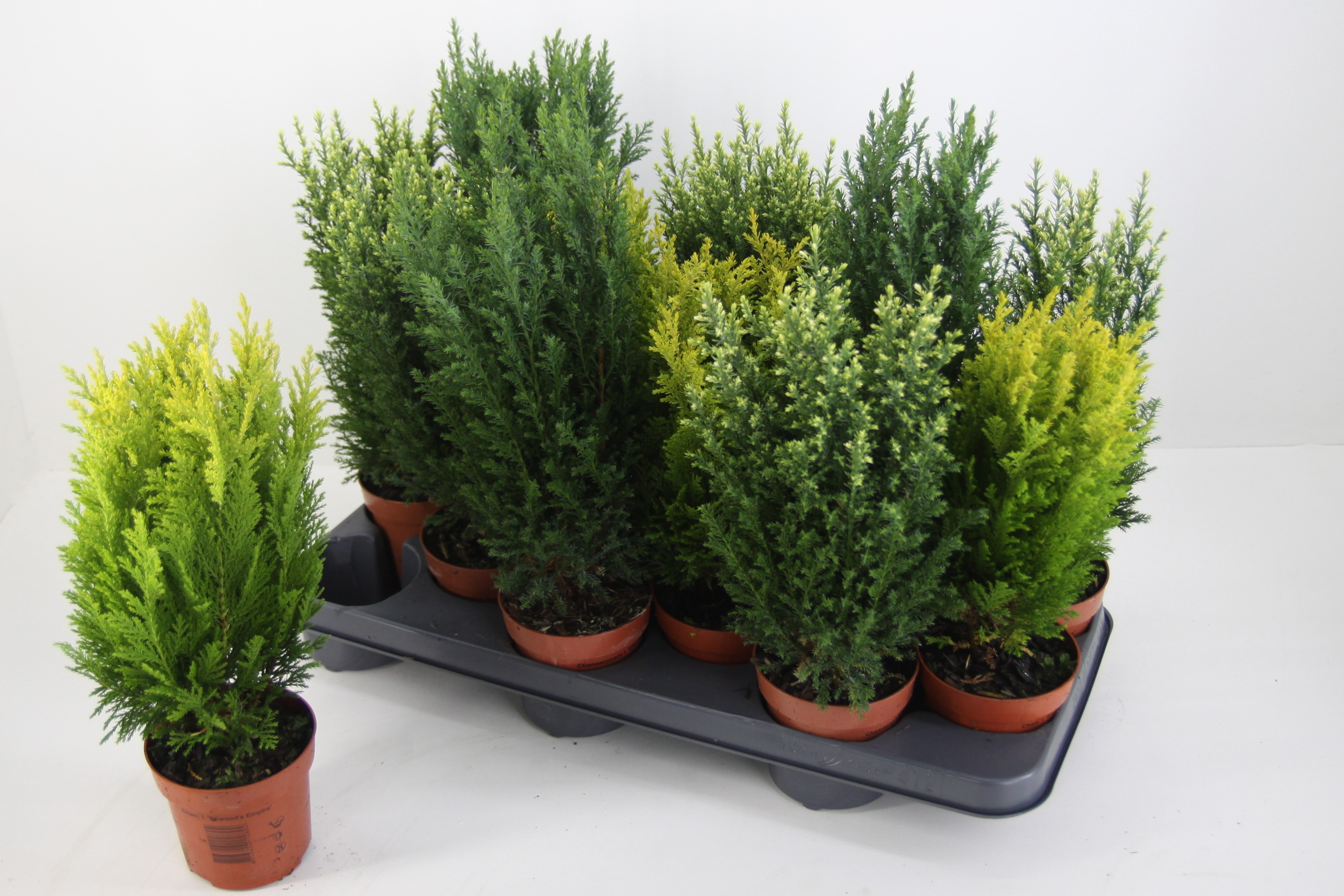 Coniferen overig gemengd, D 10,5