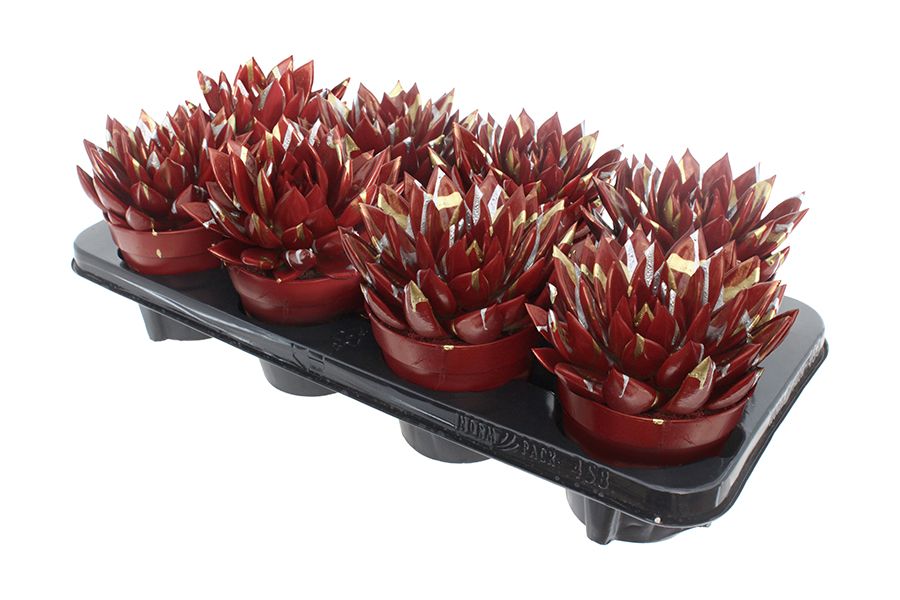 Miranda coloured Splash Xmas red, D 12 cm