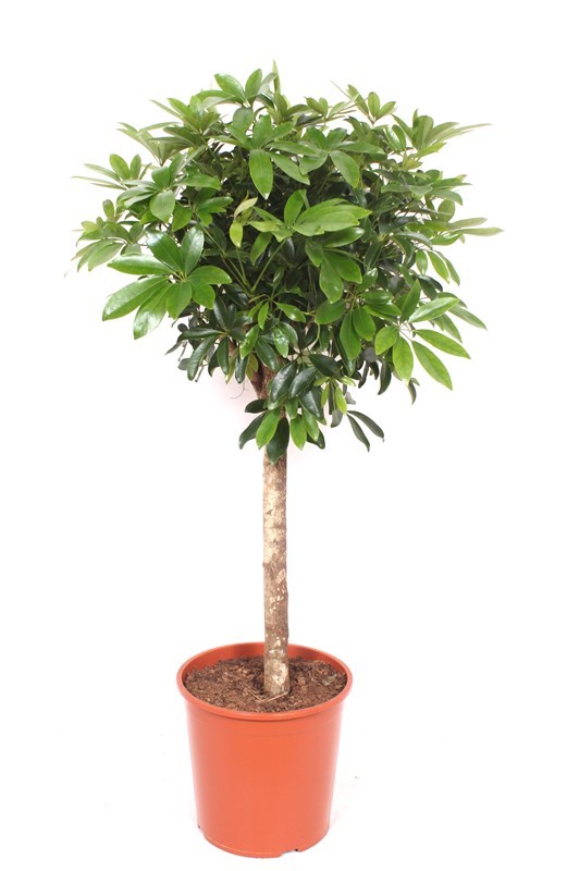 Schefflera arboricola 'Compacta', D 30