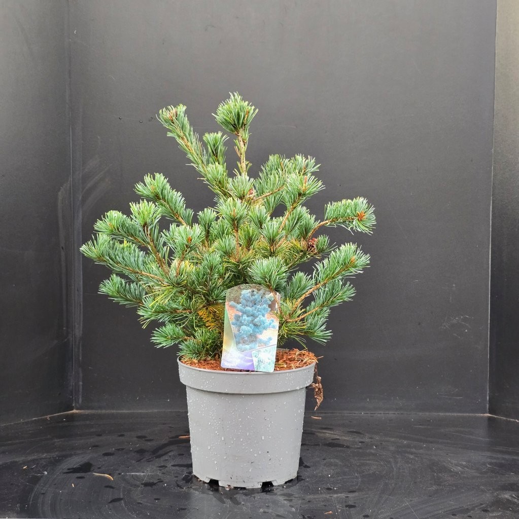 Pinus parviflora Negishi, D 26 cm