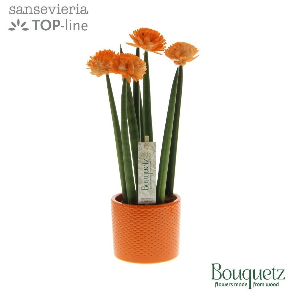 Sansevieria TOP-line Bouquetz Orange in Dots keramiek, D 8,5