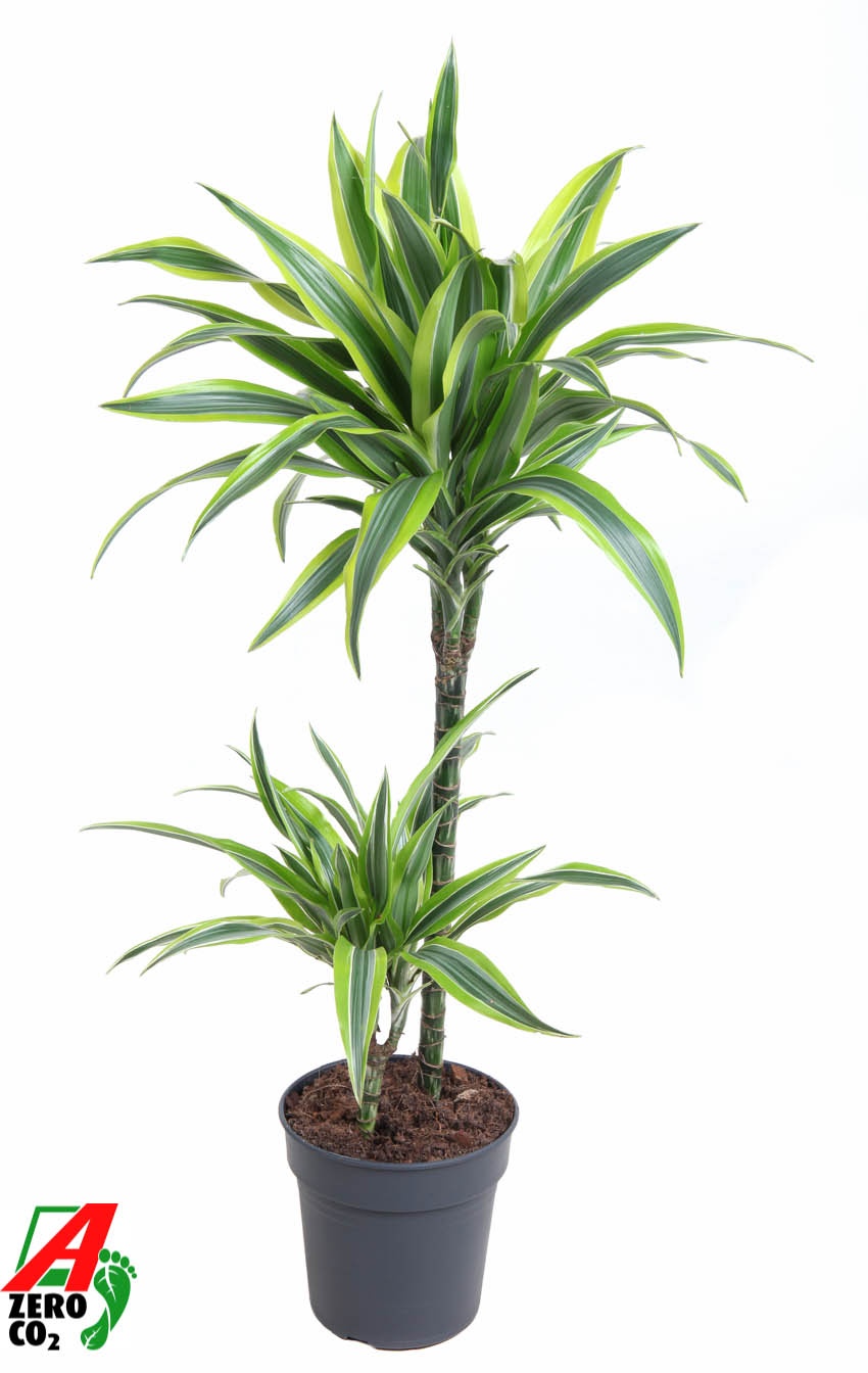 Dracaena Lemon Lime 45-15, D 19