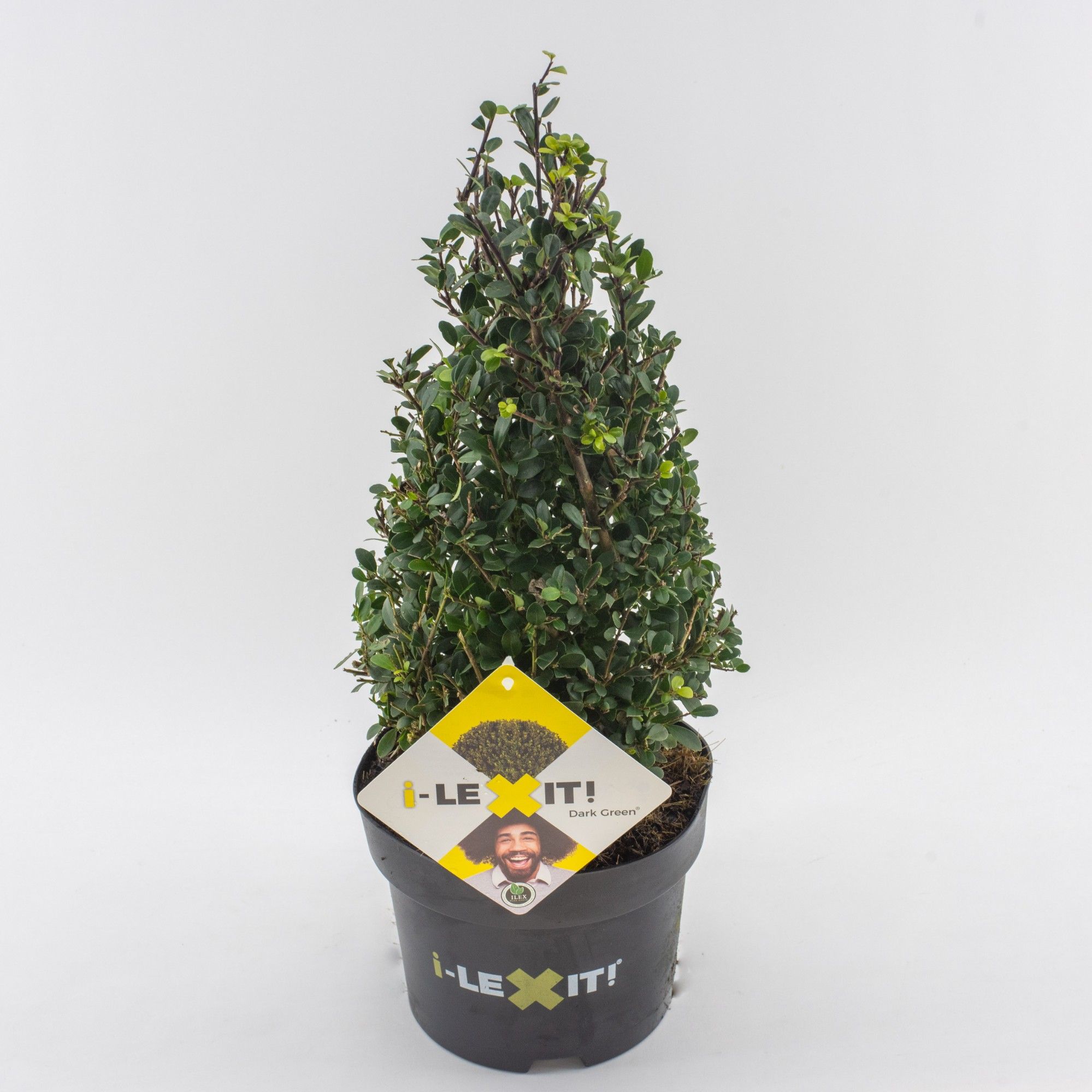 Ilex crenata Dark Green, P19, Kegel 25-30cm, D 19