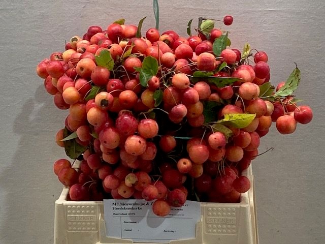 Малюс Рэд Сентинел 40, шт.