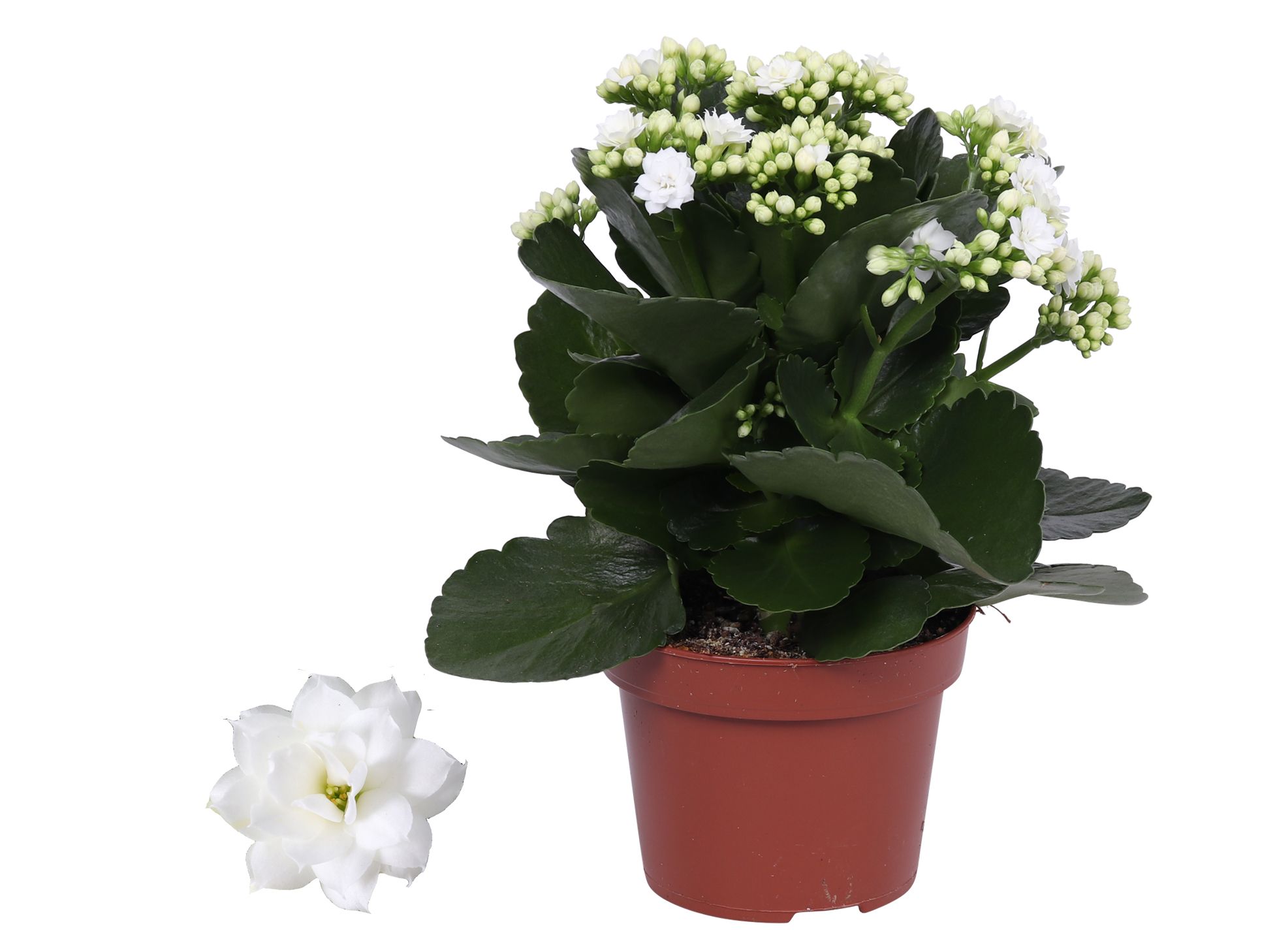 Kalanchoe Rosalina 12cm Don Dione wit, Zonder hoes, D 12