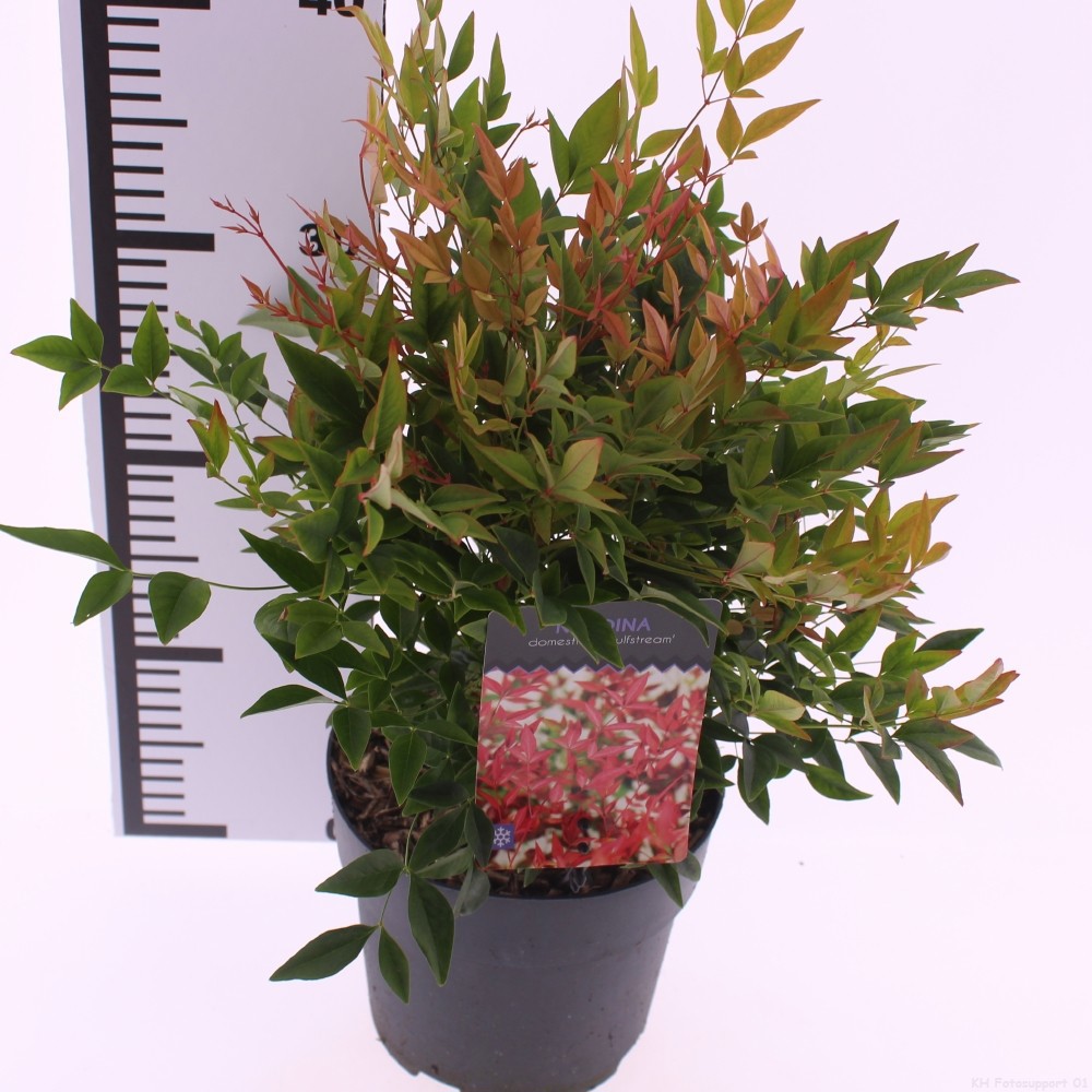 Nandina domestica 'Gulfstream', D 17