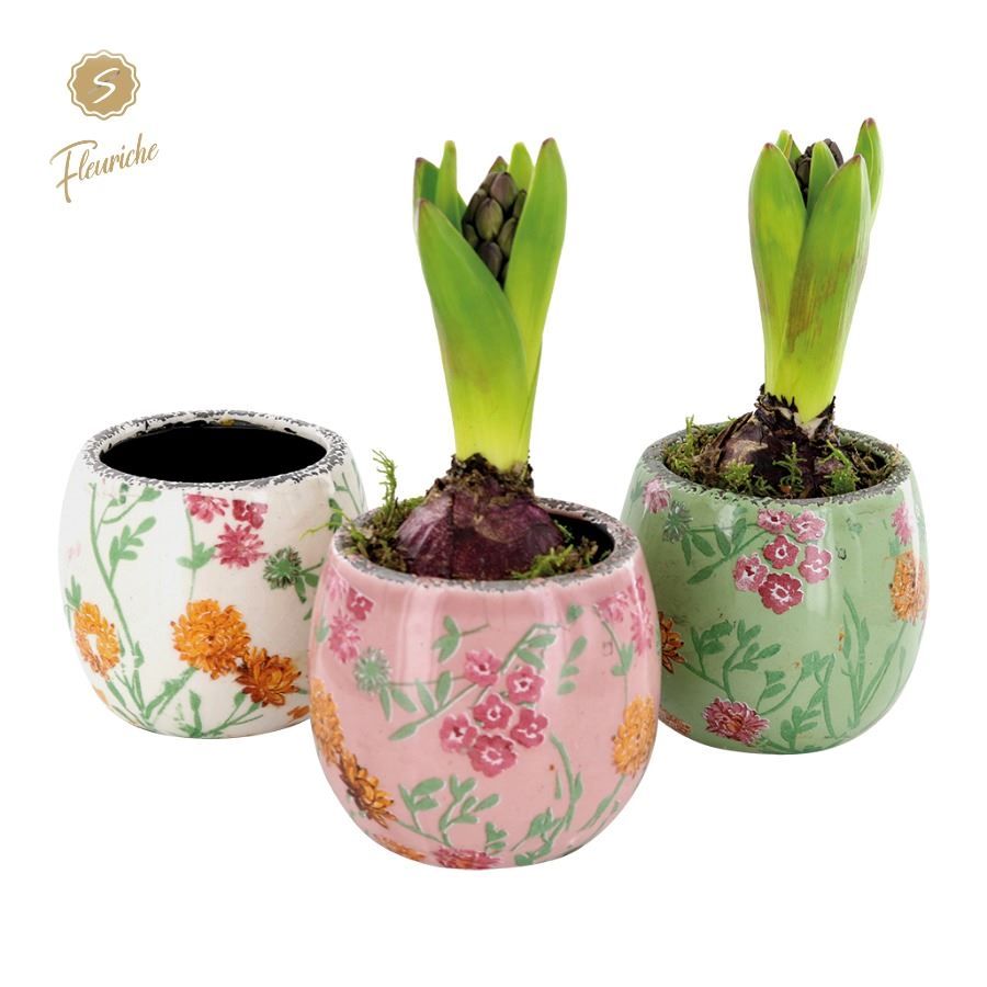 (1601) Hyacint Early Springtime [M] 1PP Mos, D 11 cm