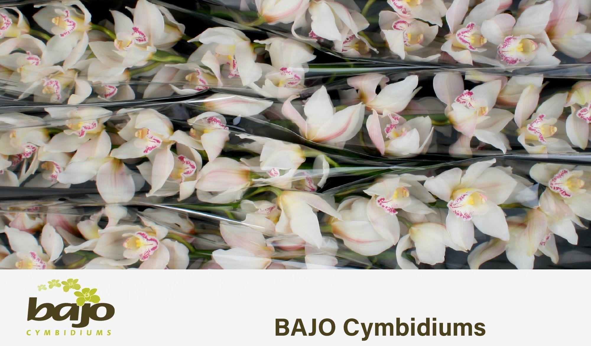 Цимбидиум Стеффи x6 80, шт.