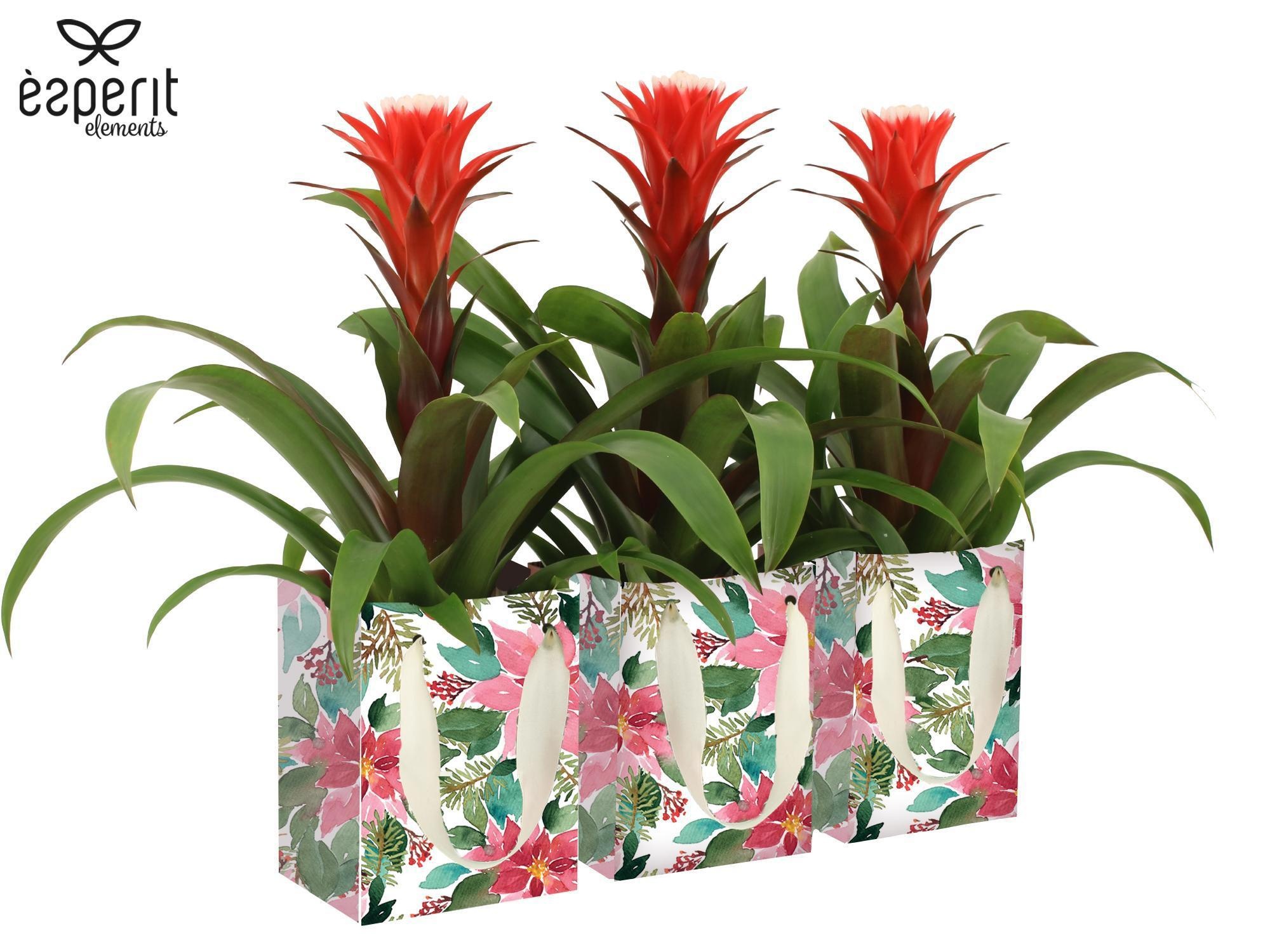 6501316: Solutionss X-mas, D 12