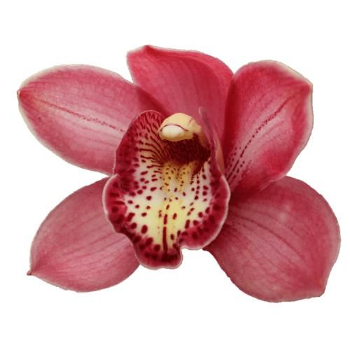 Цимбидиум Болонья x6 80, шт.