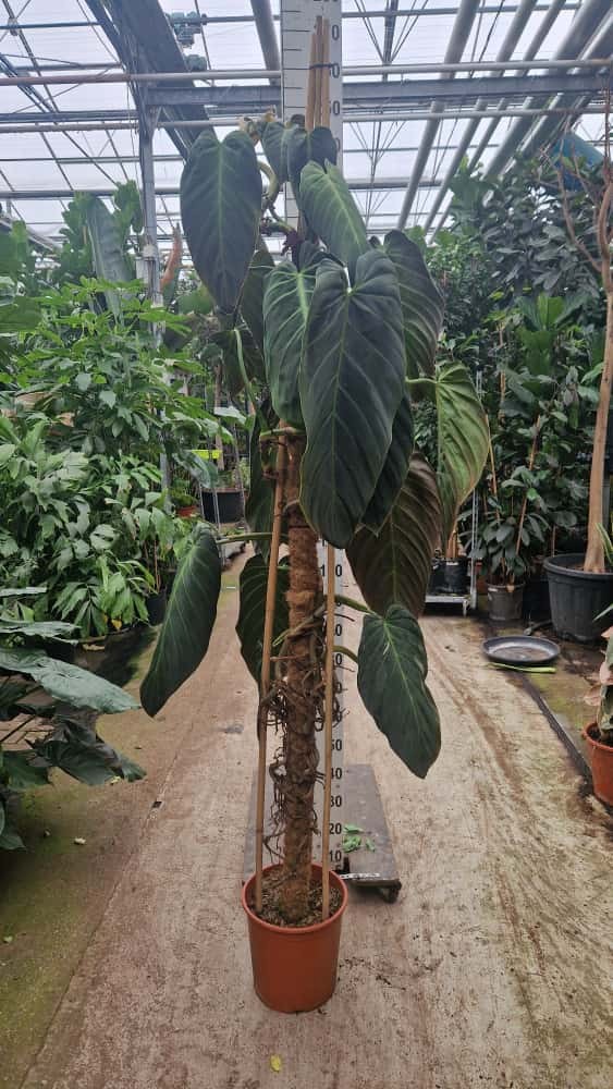 Philodendron Gigas XXL, D 30 cm