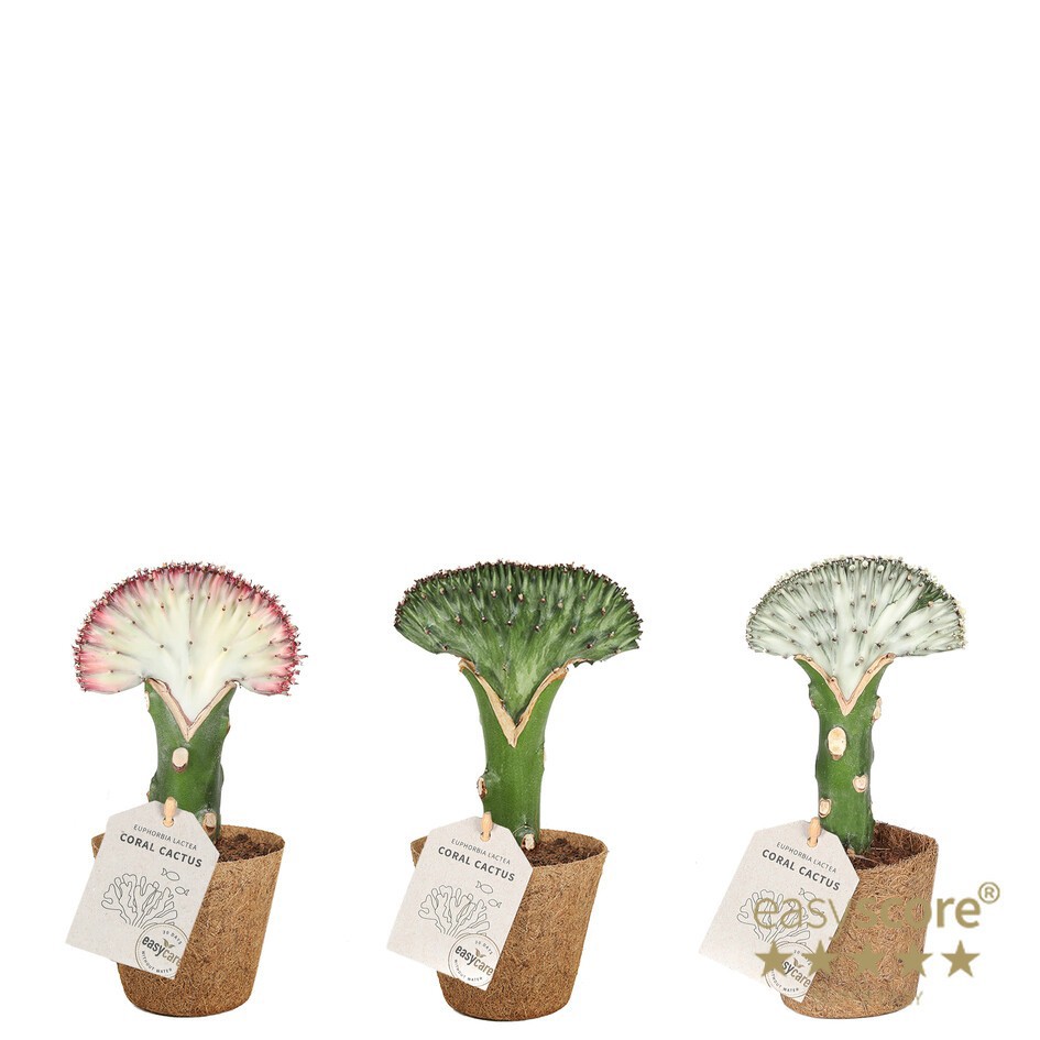 EUPHORBIA LACTEA 20917000, D 9 cm EUPHORBIA LACTEA 20917000, D 9 cm