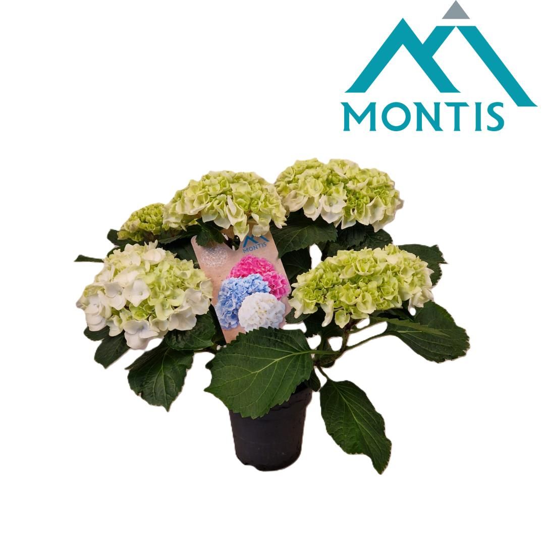 Hydrangea Crystal Palace 15 cm 5+, D 15