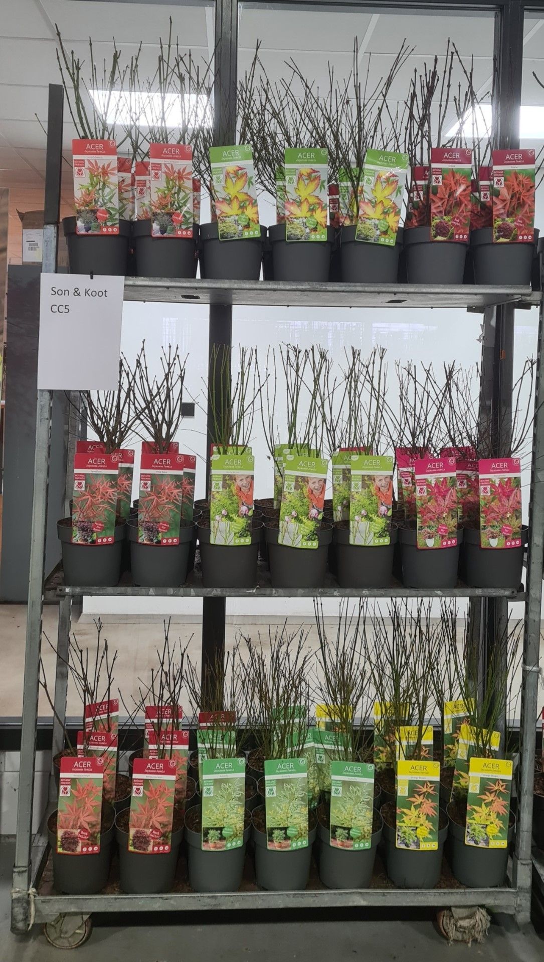 Acer palm. diverse mix volle CC, D 19