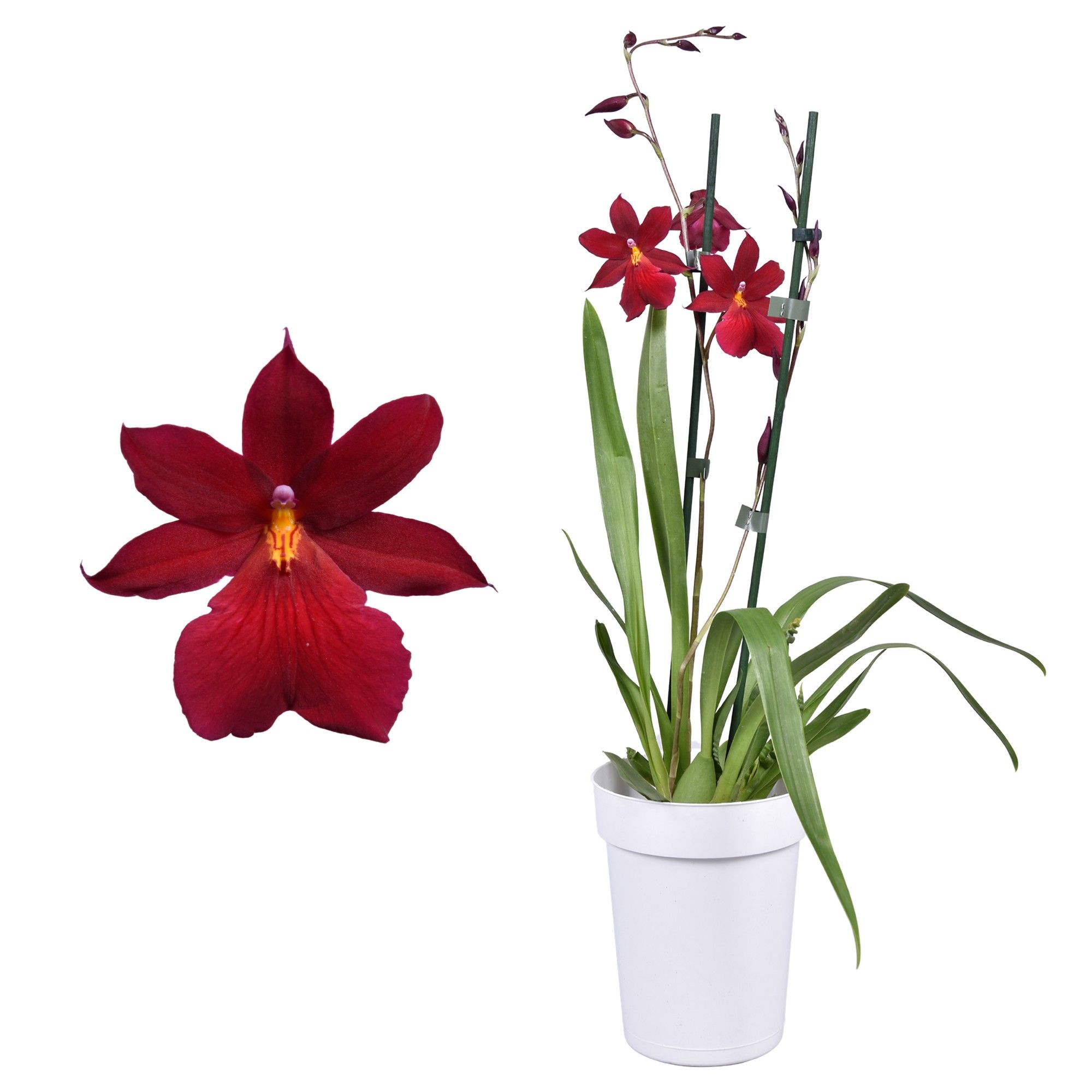 Cambria 'Nelly Isler' Red Velvet 2 tak met witte pot, D 12