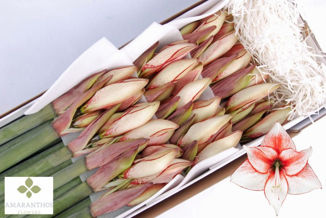 Амарилис Харизма (ярко-роз.) x18, шт.